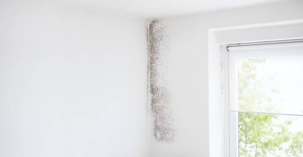 Best Environmental Consulting for Mold Prevention  in Robersonville, NC
