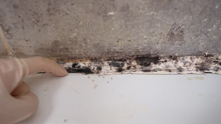 Best Forensic Mold Investigation  in Robersonville, NC